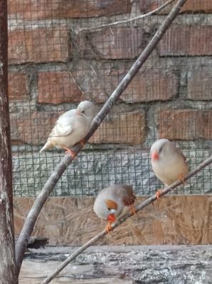 Zebrička austrálska - 3