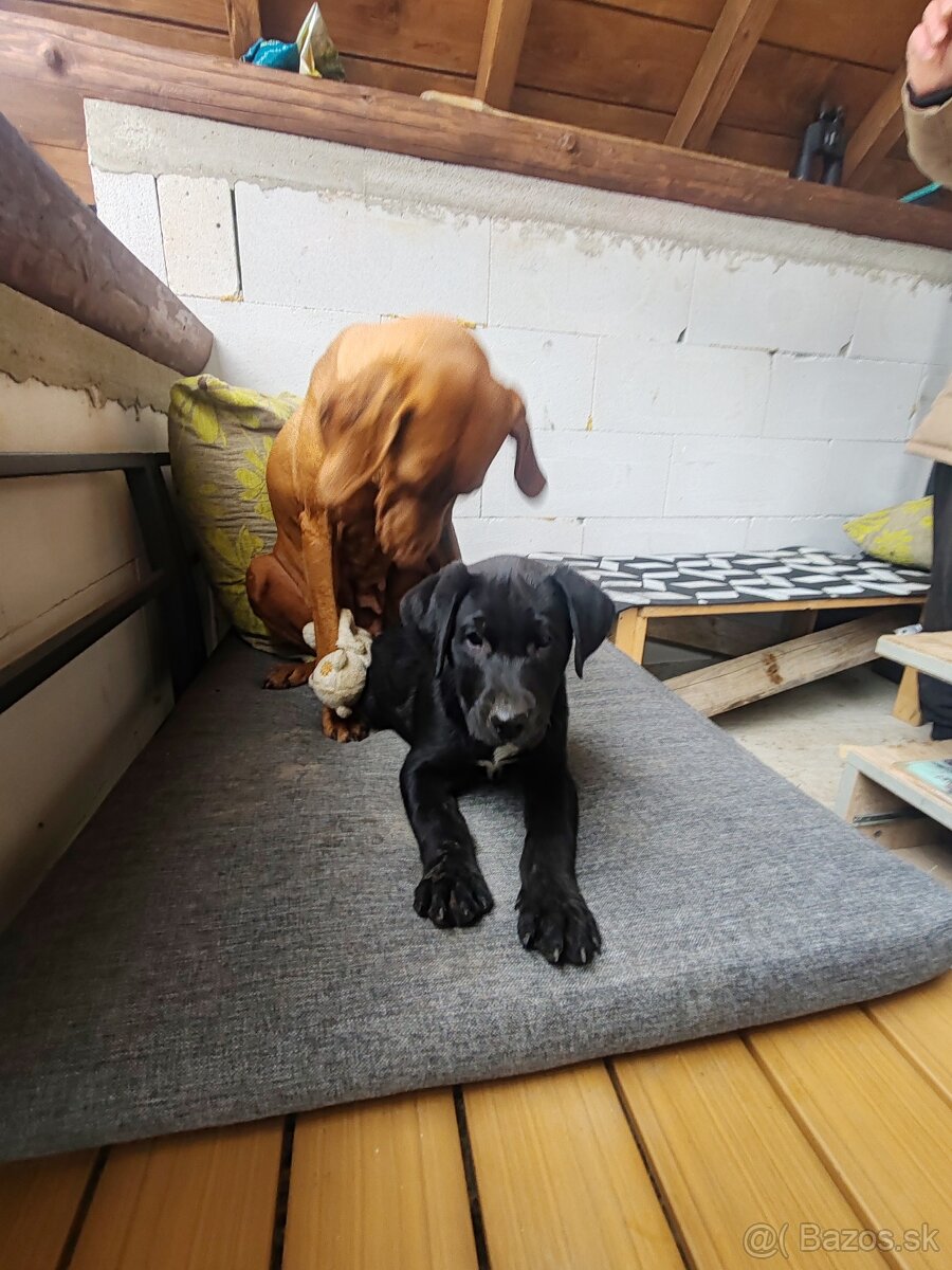 Darujem šteniatko - 3