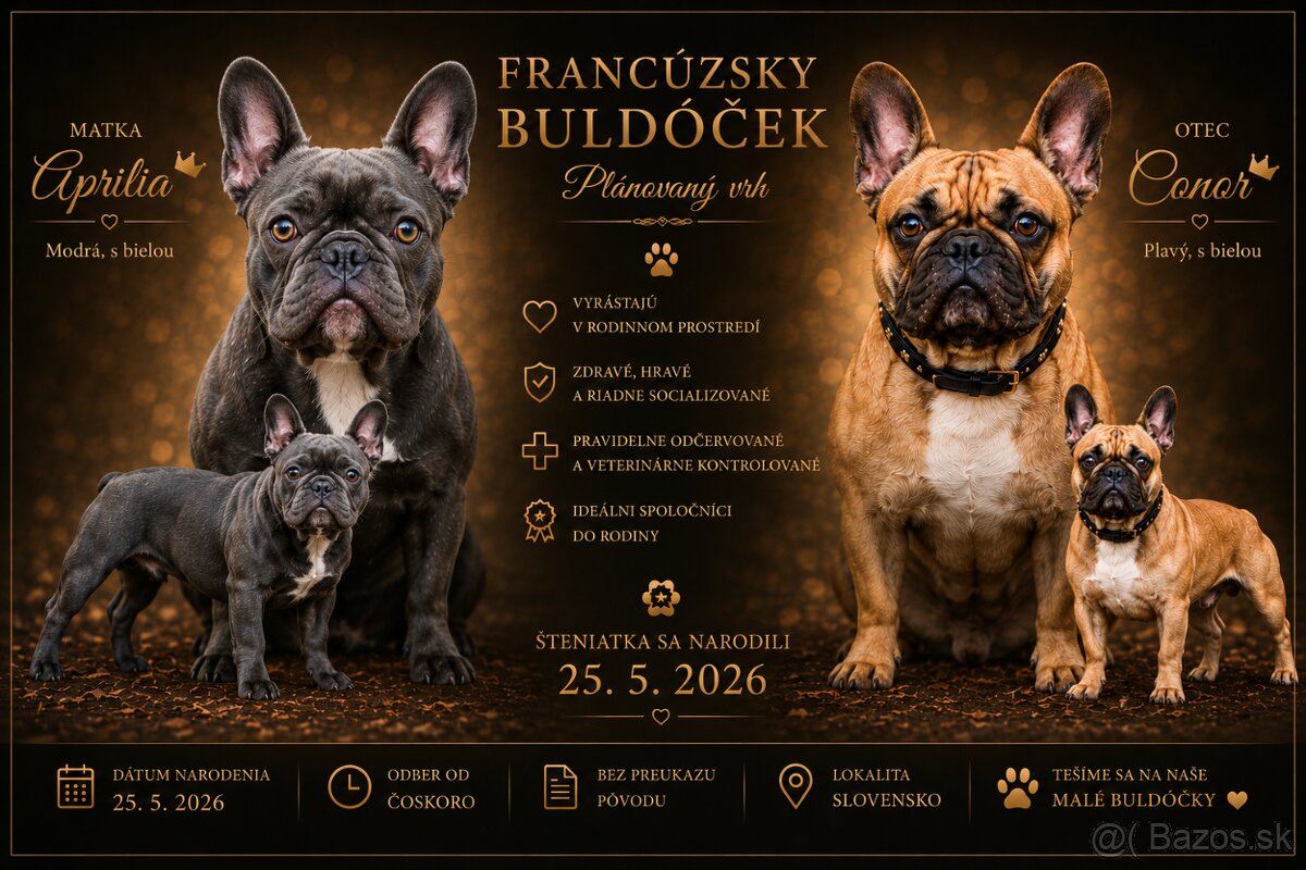 Francúzsky buldoček - 3