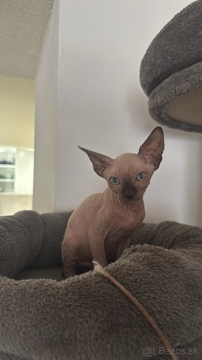 Sphynx - 3