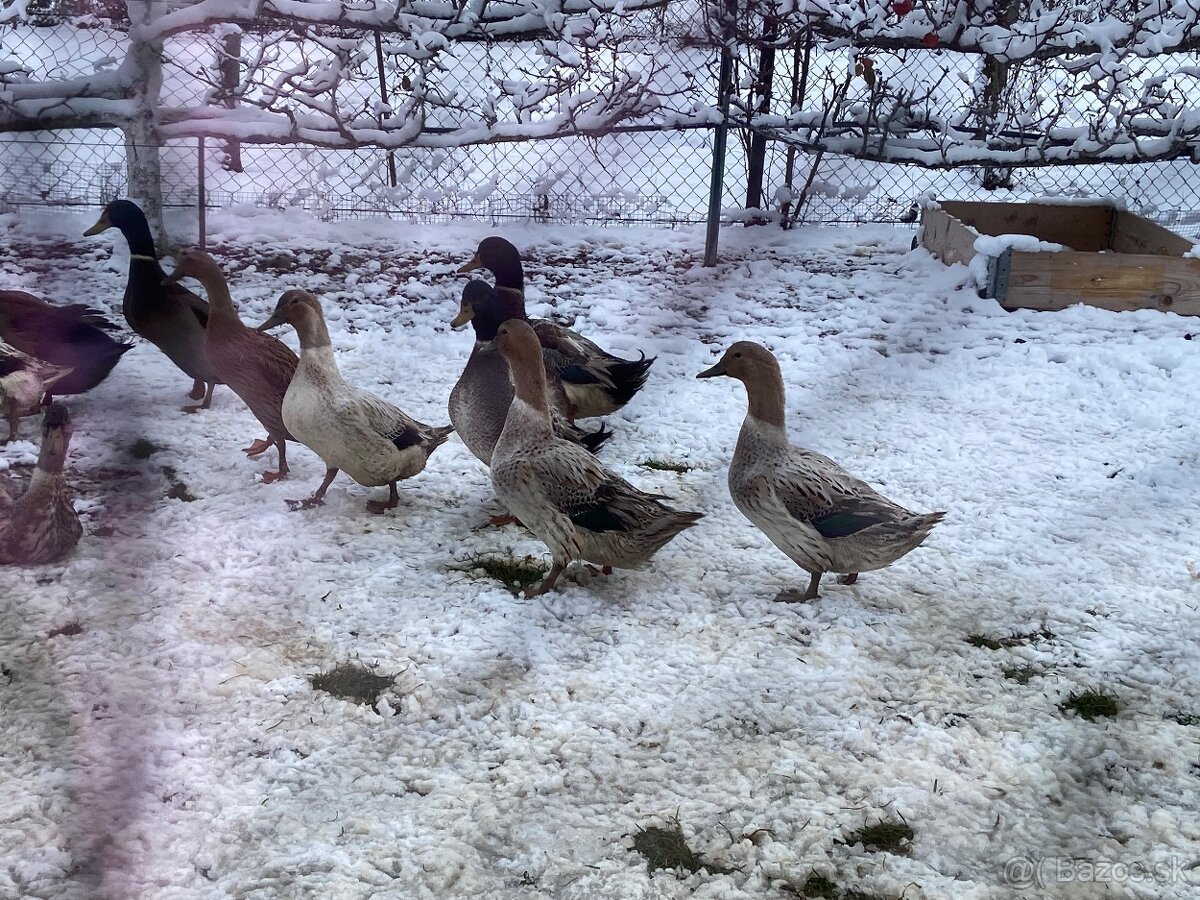 Predám čiarkovane kačice - 3