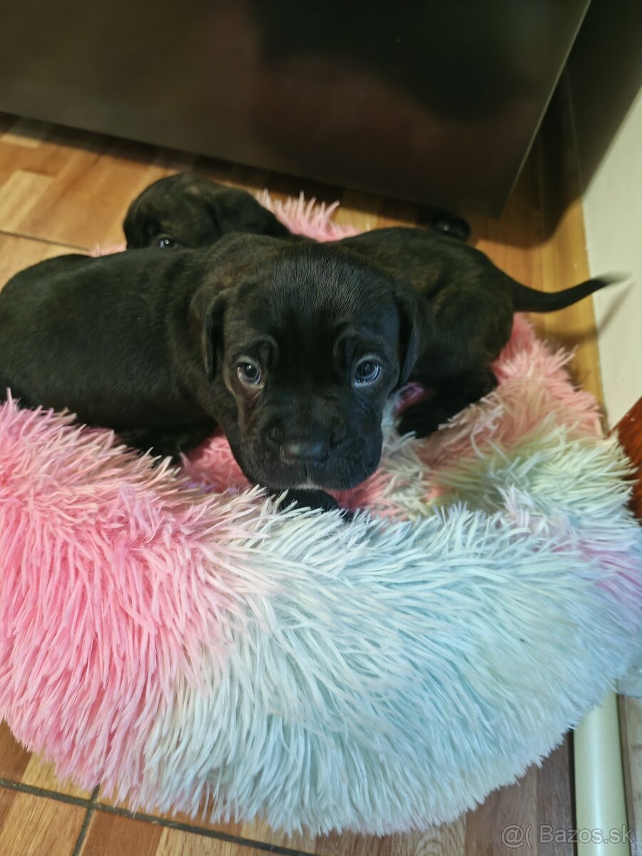 Cane Corso Šteniatka - 3
