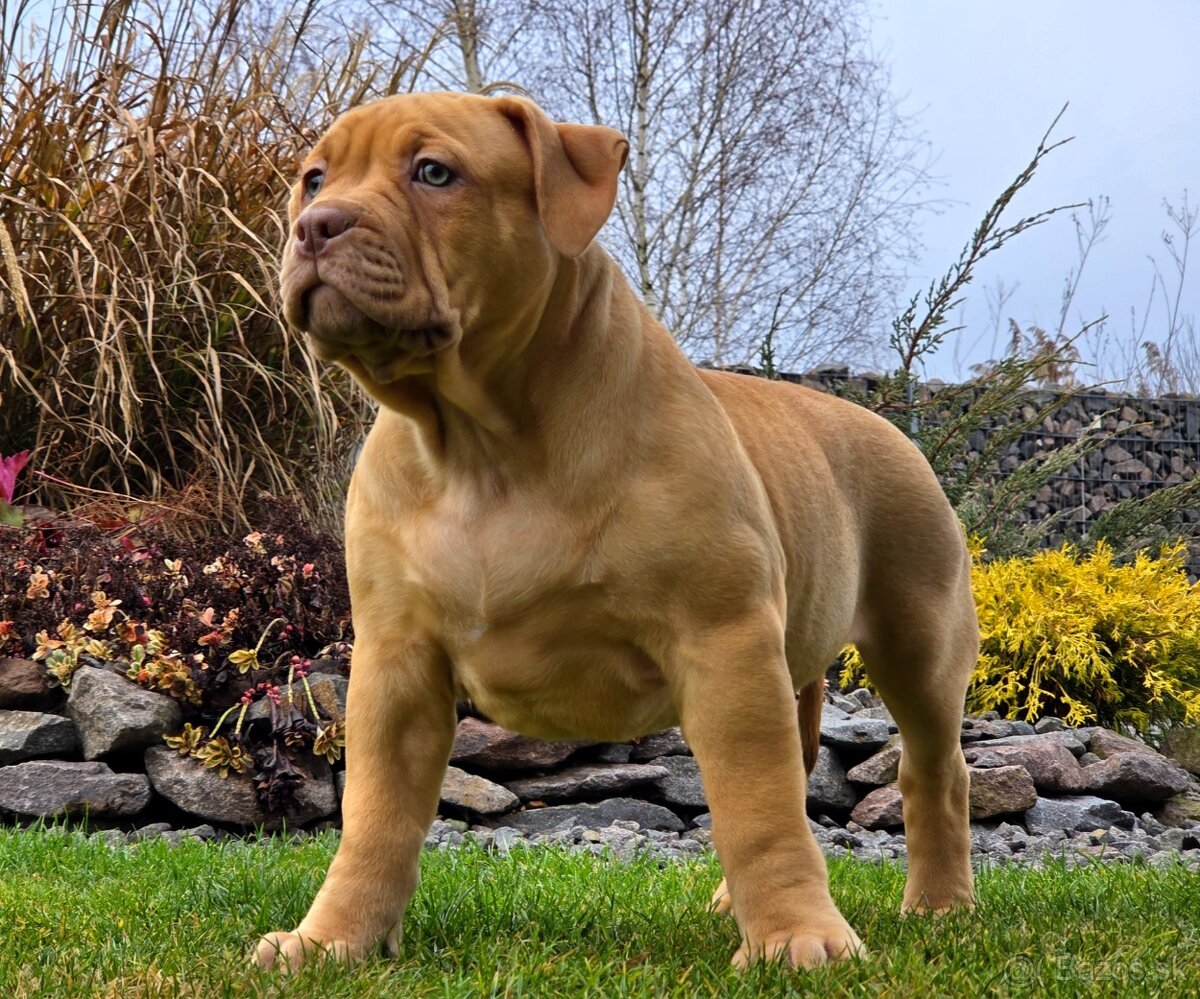 American bully XL XXL - 3