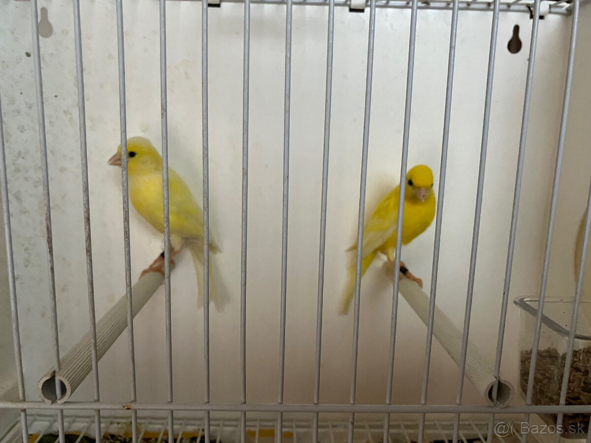Predám postavové kanáriky Irish fancy - 3