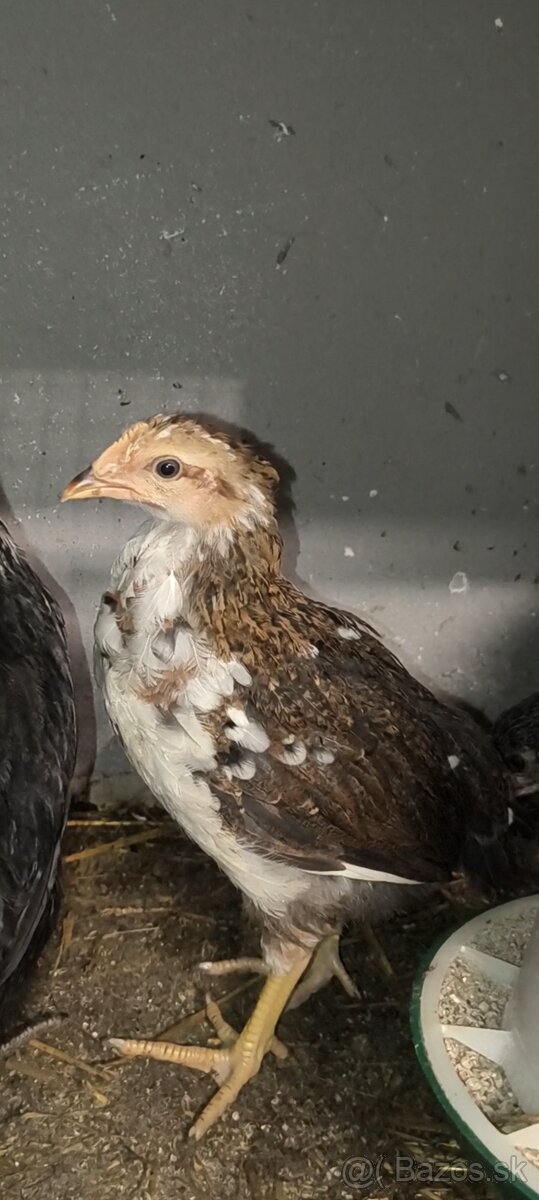 Nosnice, mládky, kuriatka - 3