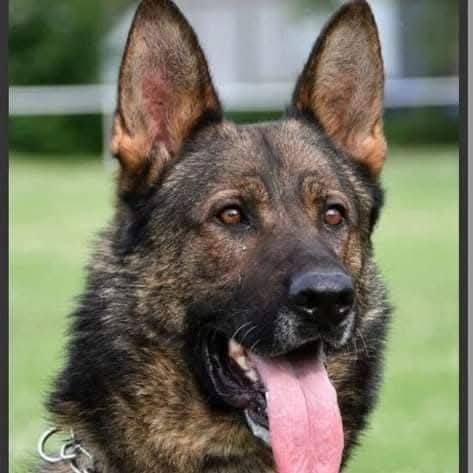 Nemecký ovčiak - 3