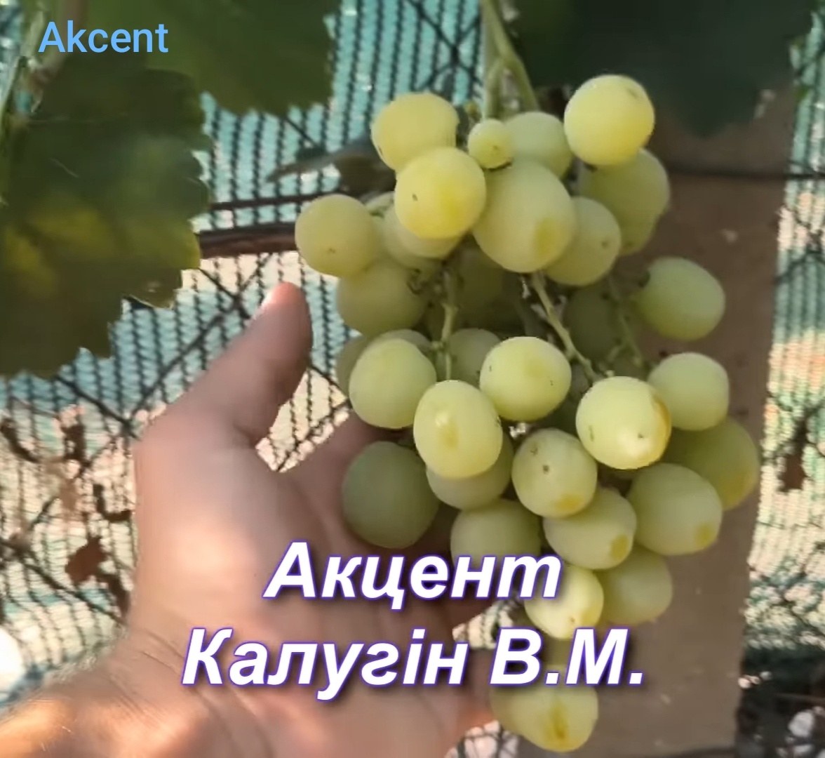 Predám sadenice viniča - 3