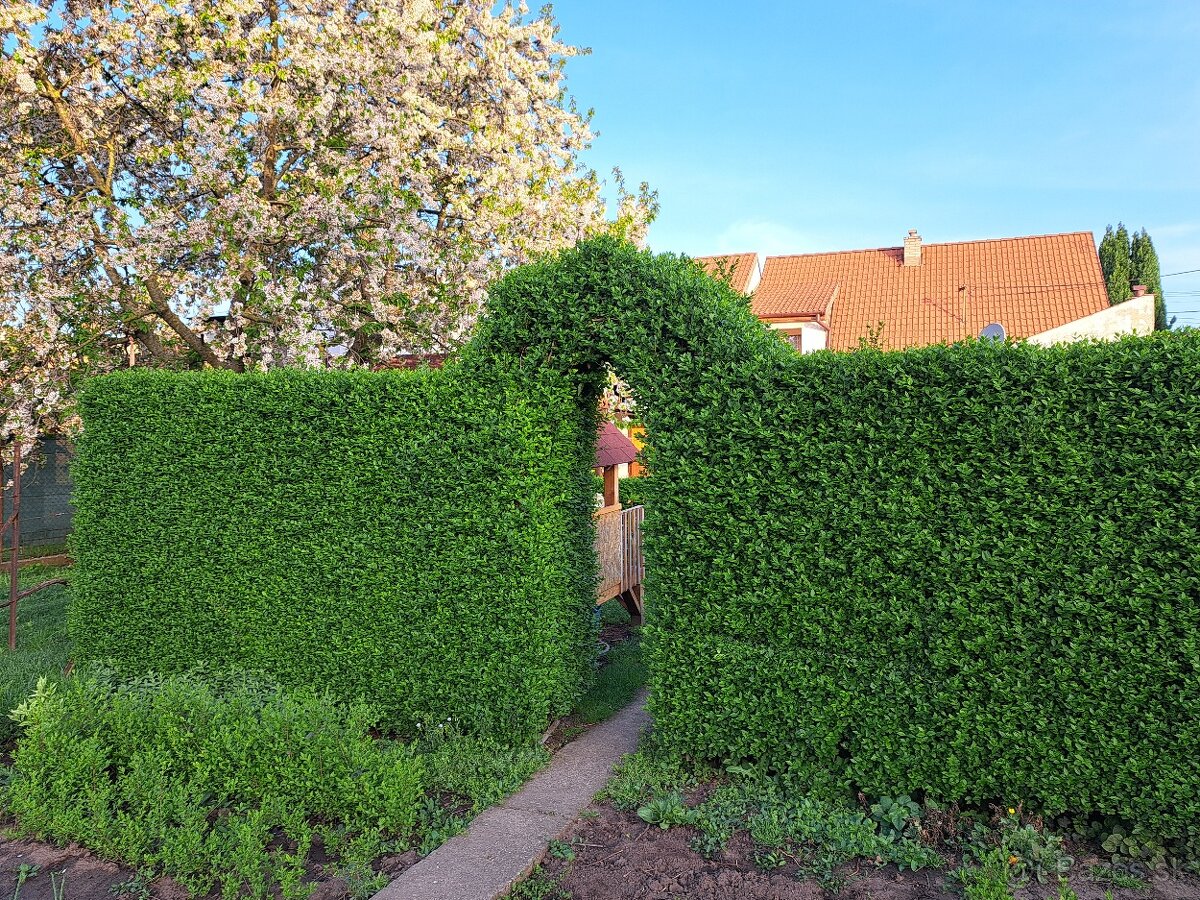 Vtáči zob sadenice - 3