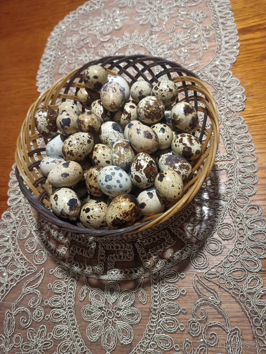 Japonské prepeličky - 3