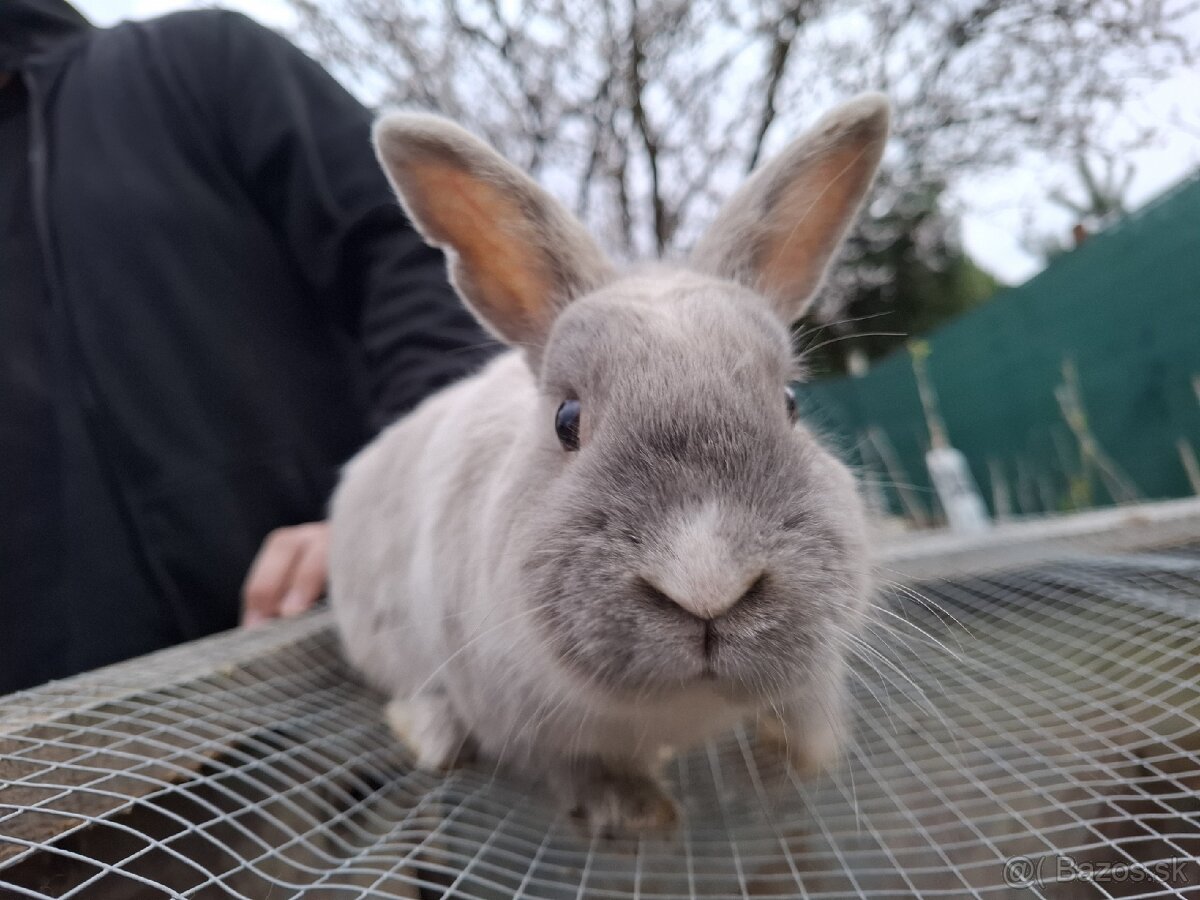 Predám mini zajačika - 3