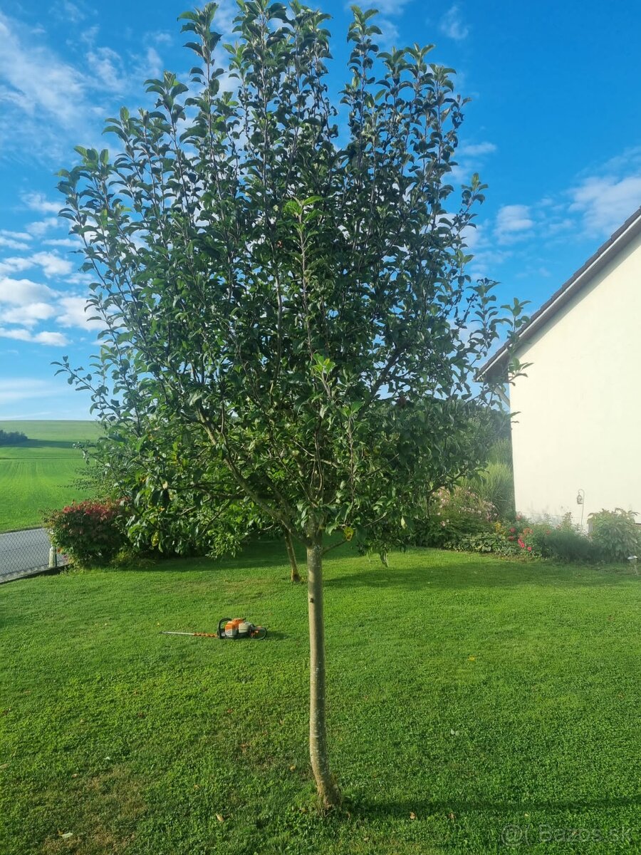 Frézovanie pňov, spiľovanie stromov - 3