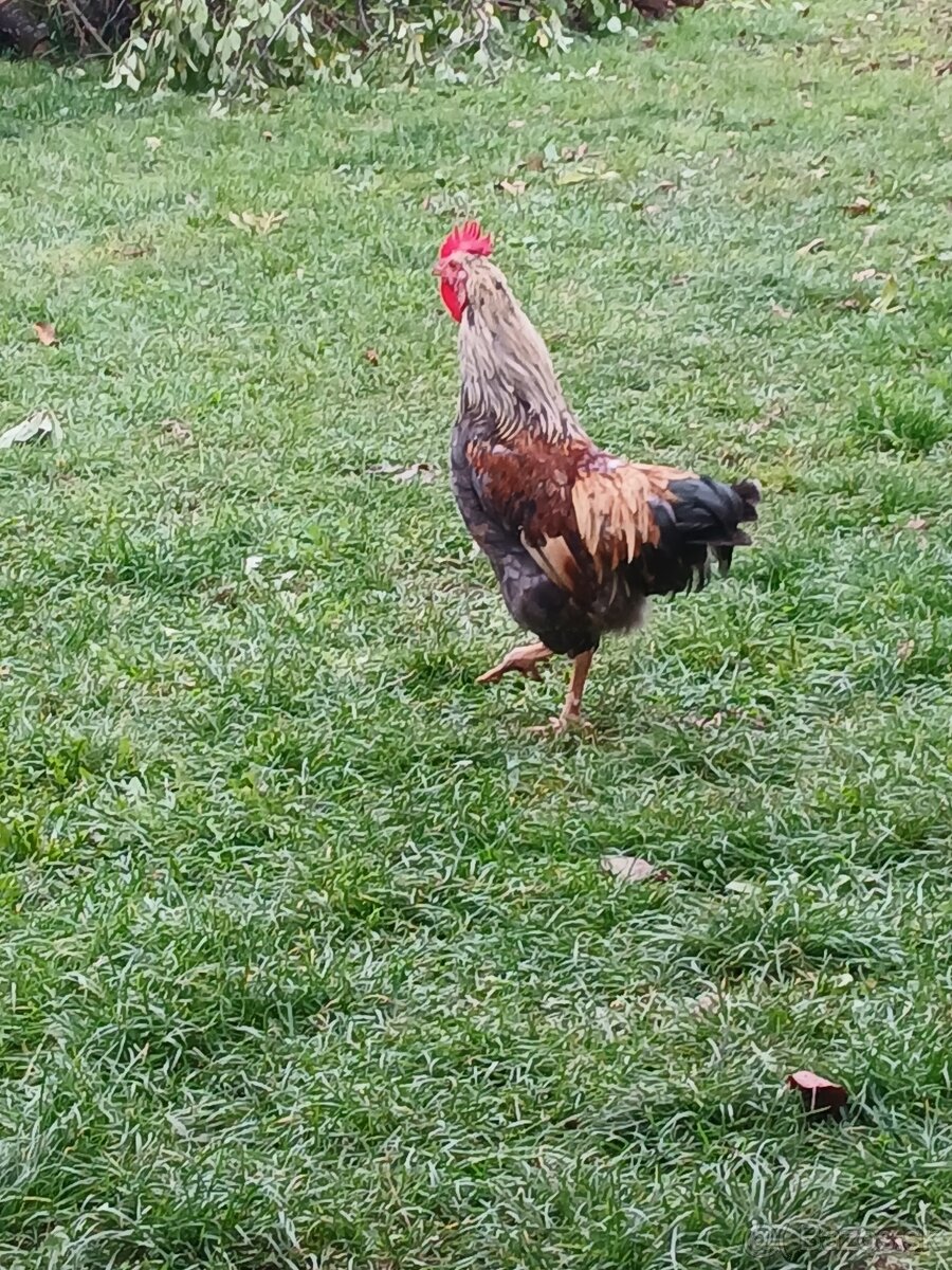 Nasadove vajicka domaci mix - 3