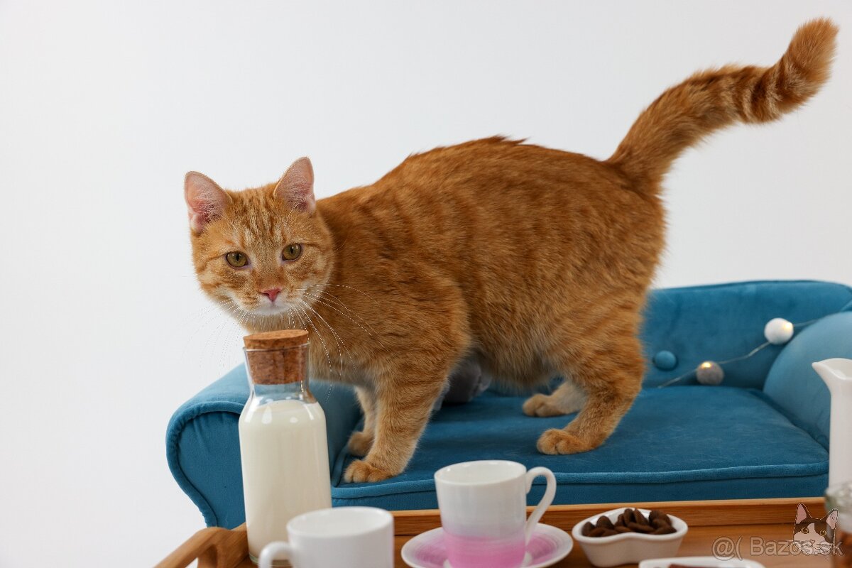 Kocúrik VLADKO hľadá domov - 3