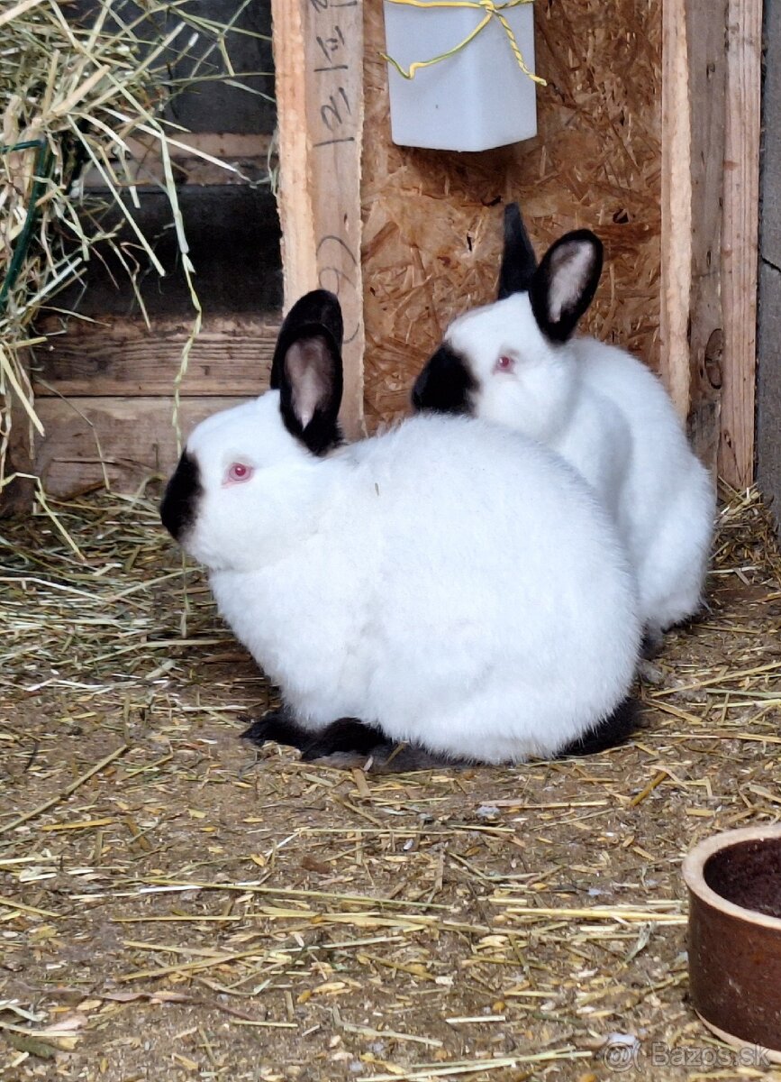 Kalifornský králik - 3