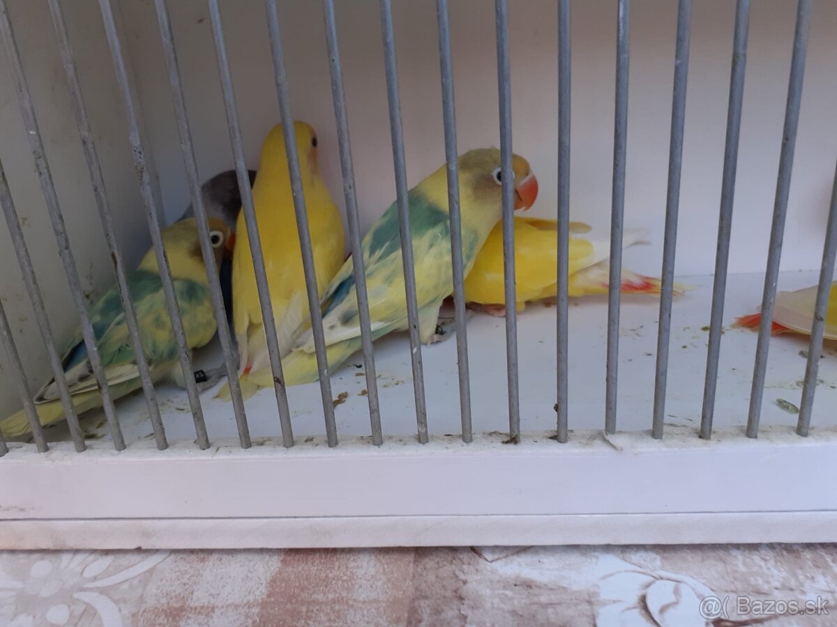 Agapornis škraboškový a ružovohrdlý - 3