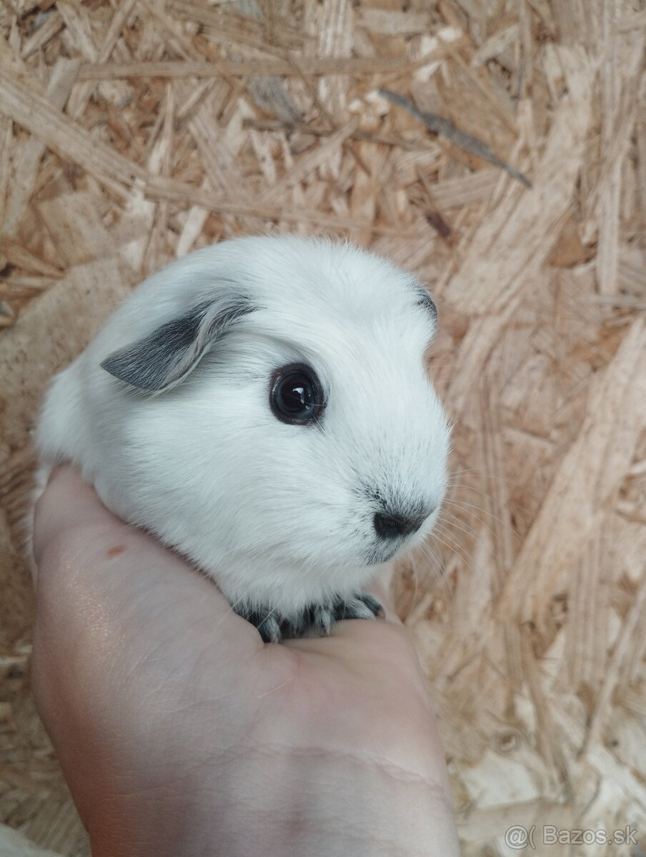 Ušľachtilé morčiatka - 3