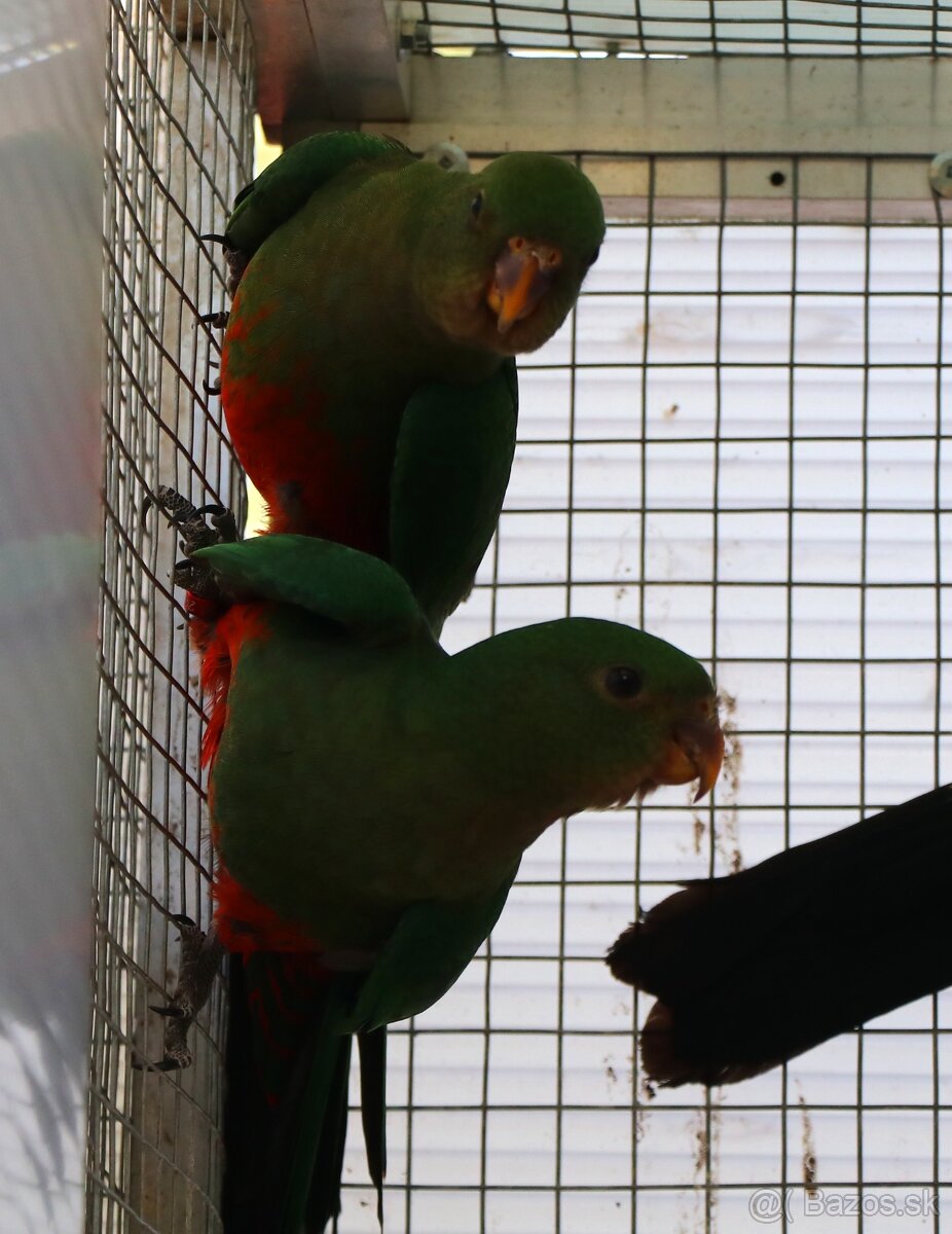 papagáj kráľovský - 3