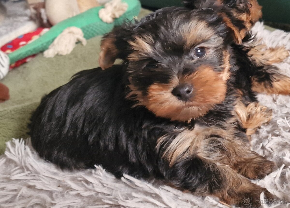 Yorkshirsky terier - 3