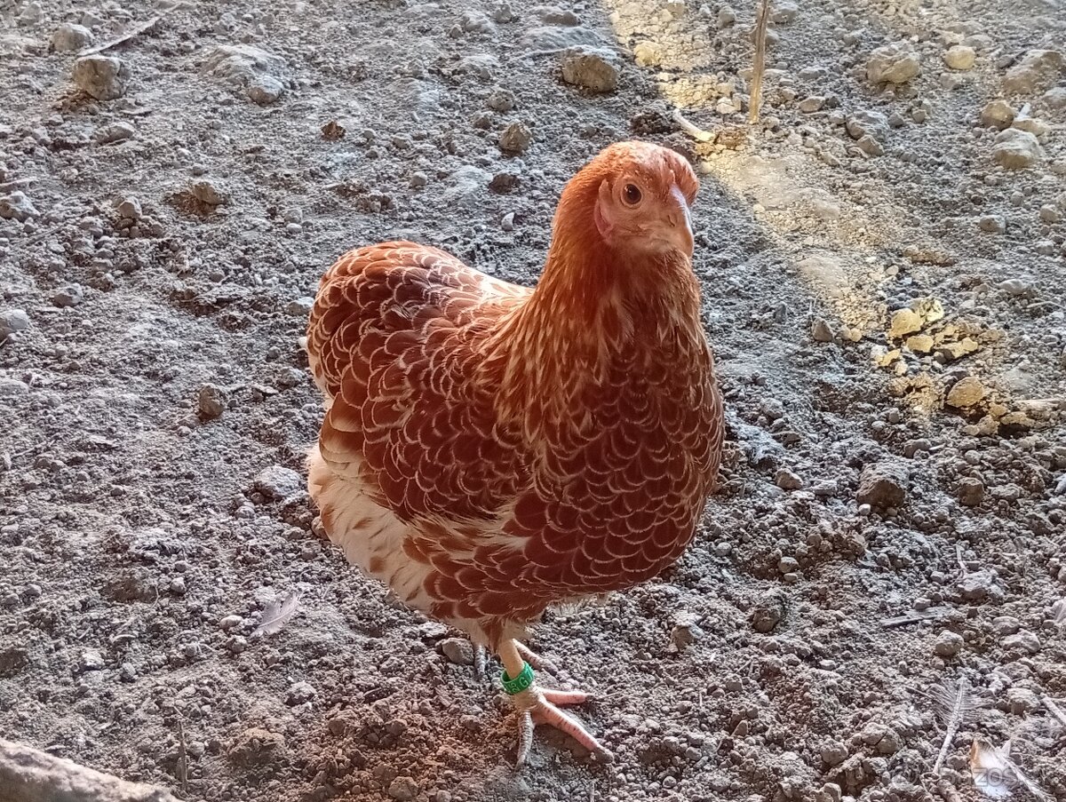 Wyandotka zdrobnela - 3