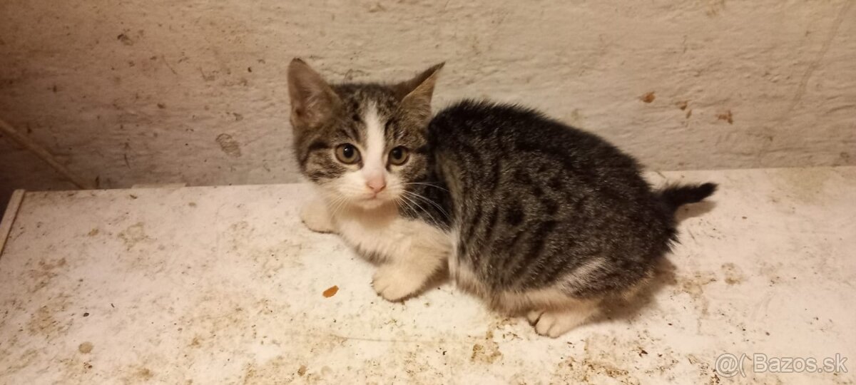 Darujem maciatka - 3