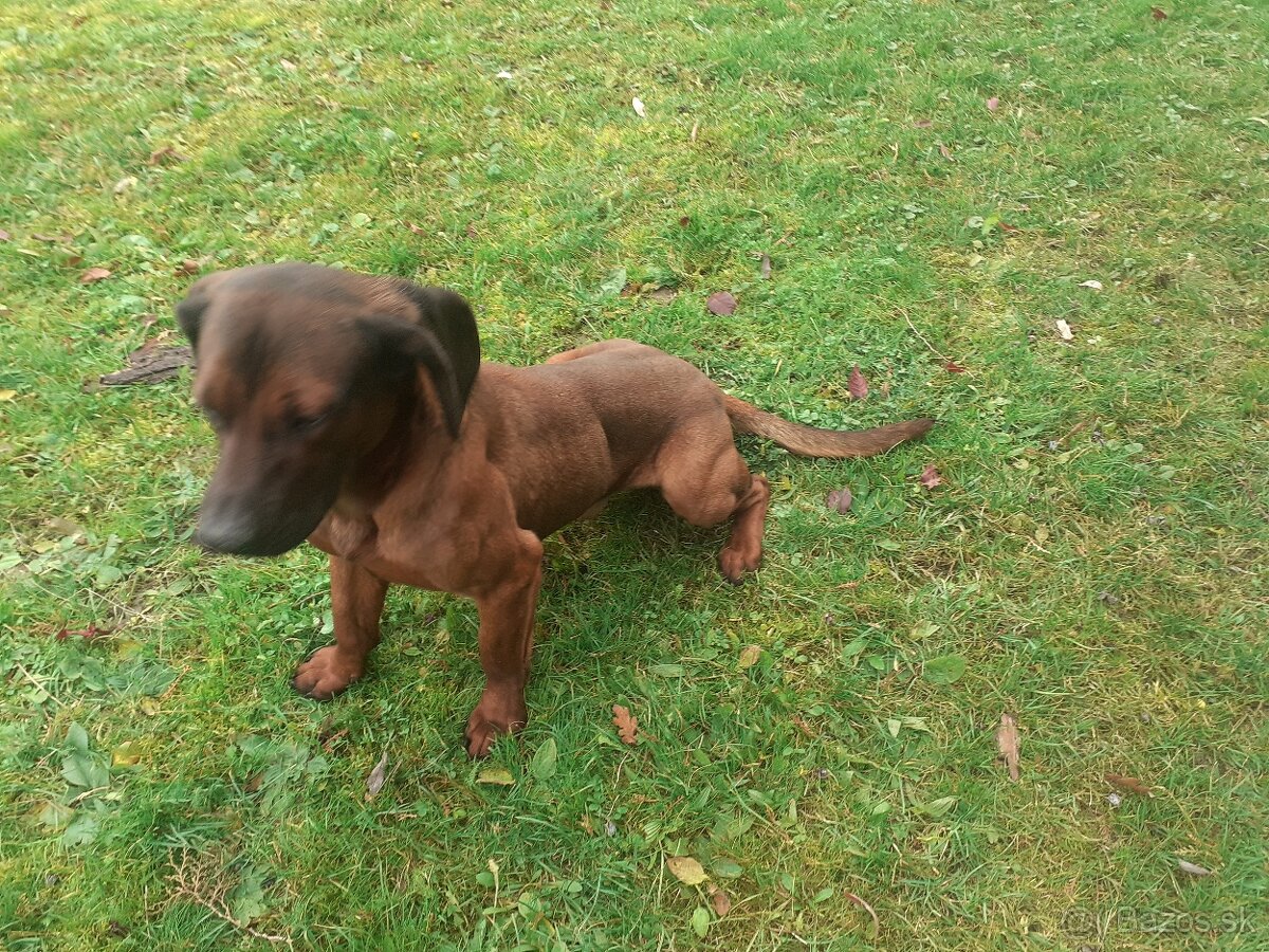 Hanoversky Farbiar ..1 r. darujem - 3