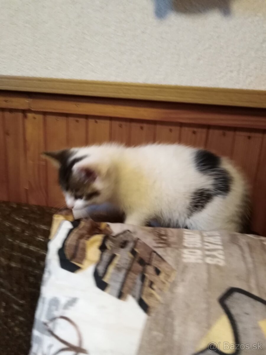 3 rozkošné mačiatka DARUJEM - 3