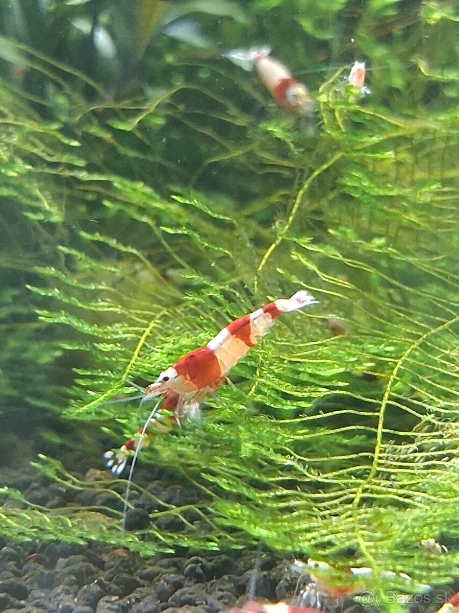 Krevetky Crystal red - 3