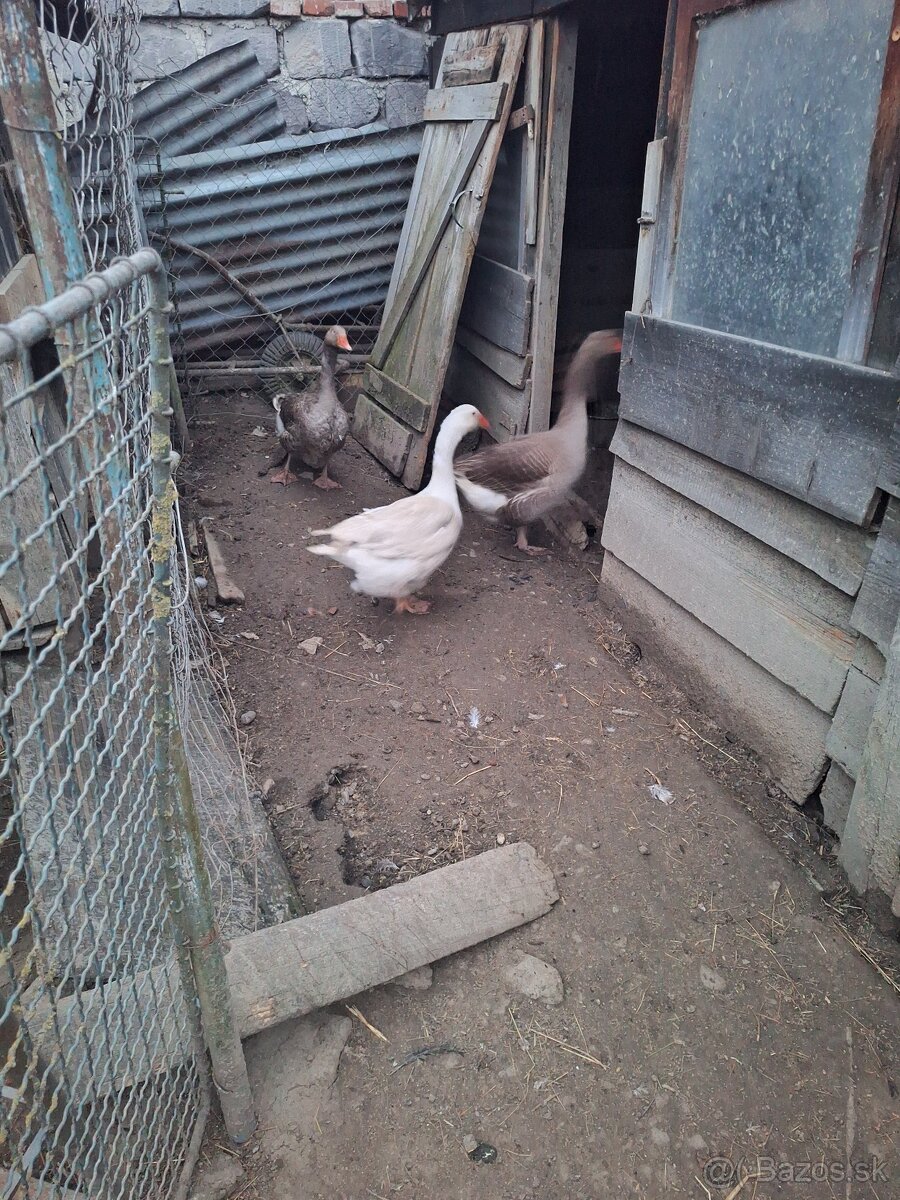Kačky - 3