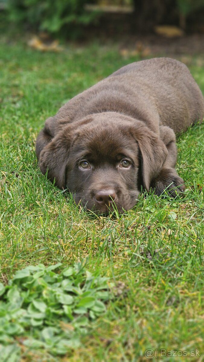 Labradorský retriever - 3