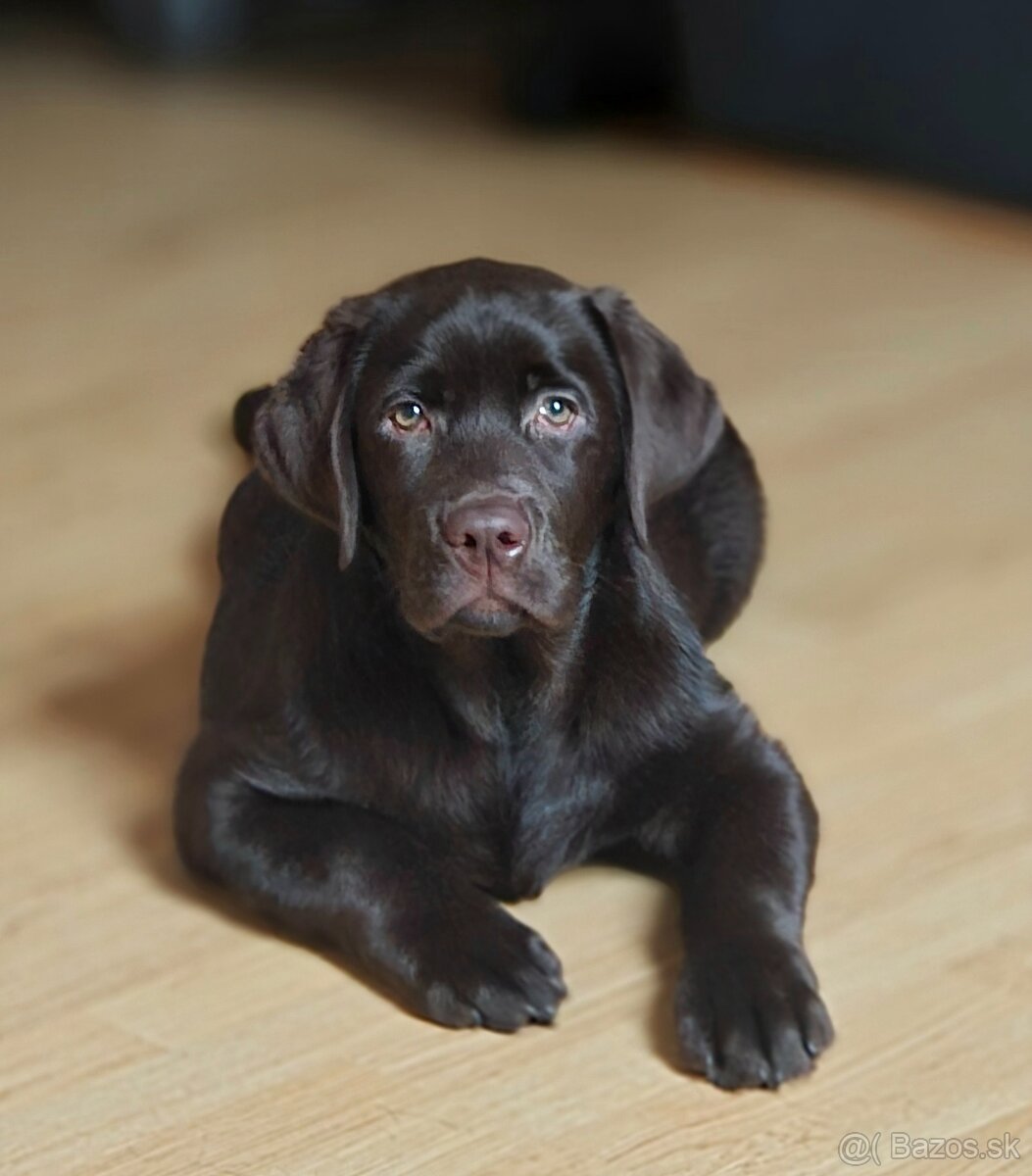 Labradorský retriever s rodokmeňom - 3