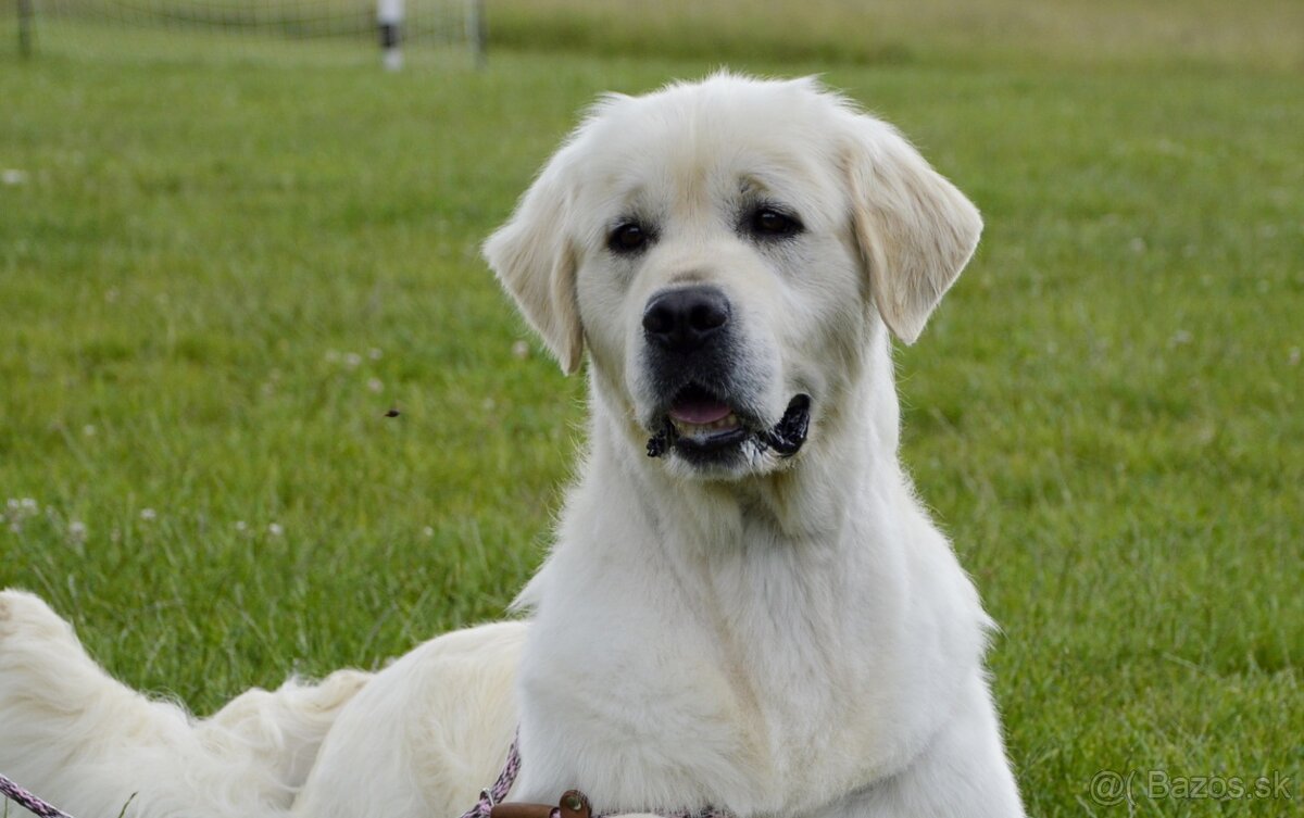 Šteniatka zlatý retriever - 3