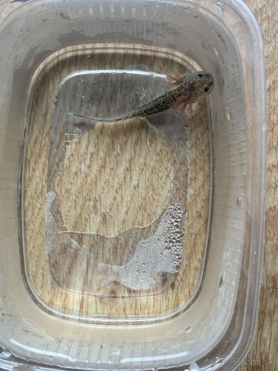 Axolotl mexický - 3