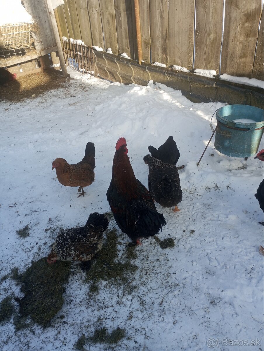 Kohút maranský - 3