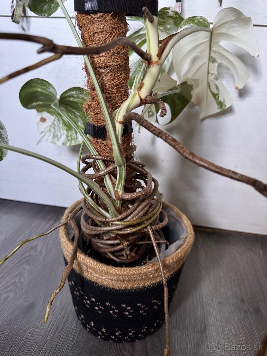 monstera albo - 3