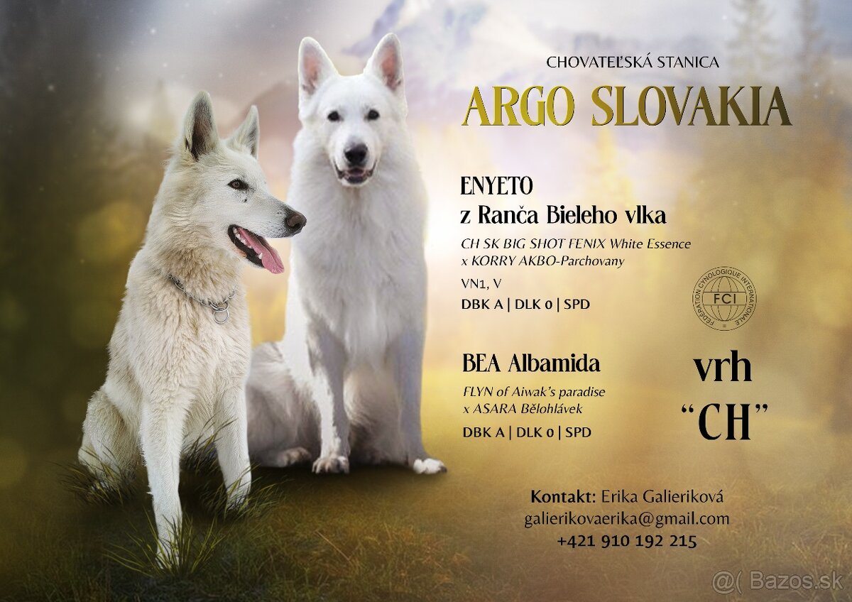 Biely švajčiarsky ovčiak s PP - 3