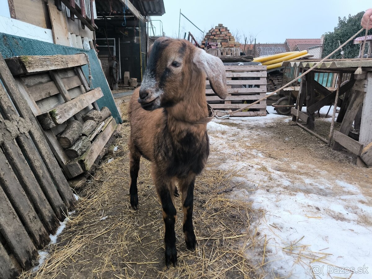 Predám kozla (capko) 2025 - 3