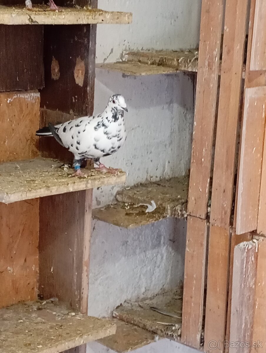 Poštové holuby - 3