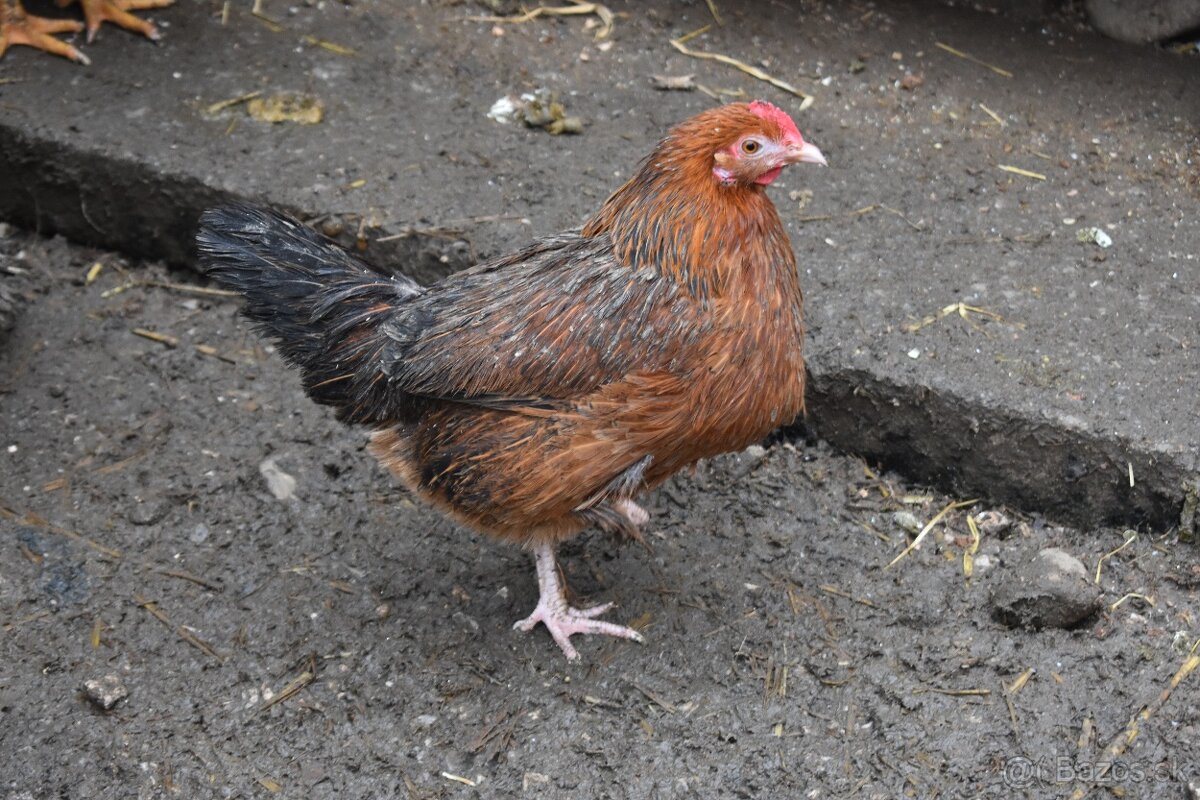 Predam liliputka - 3