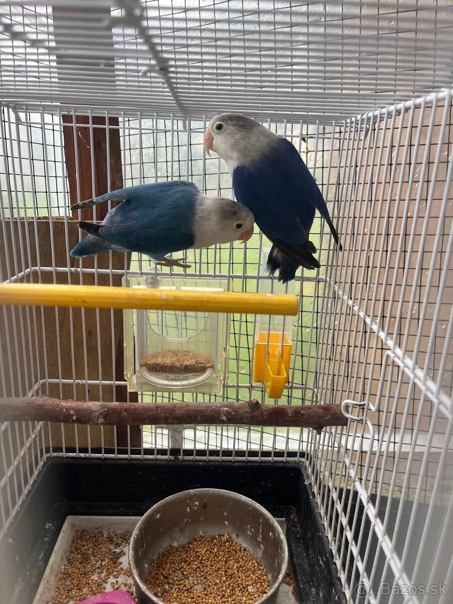 Agapornis Fisher pár - 3