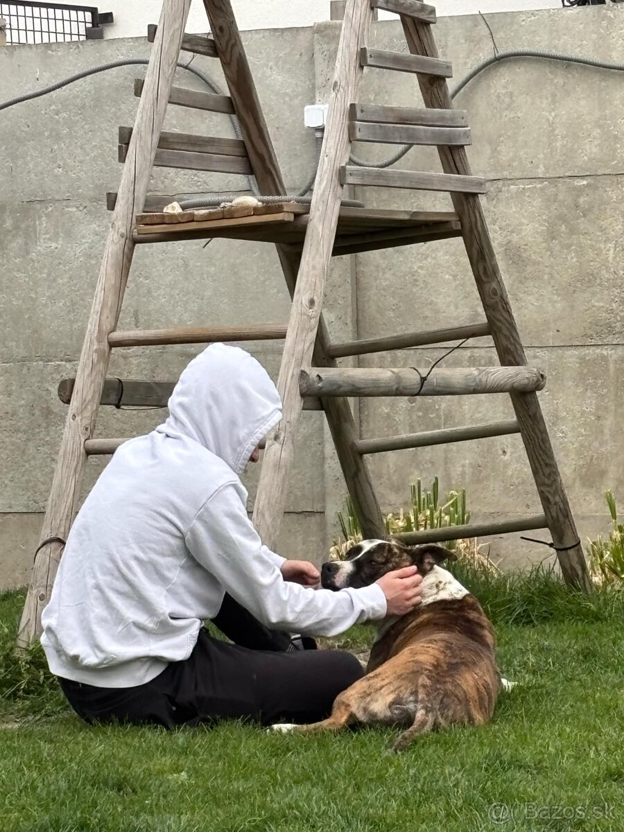 Americky stafordšírsky teriér s PP - 3