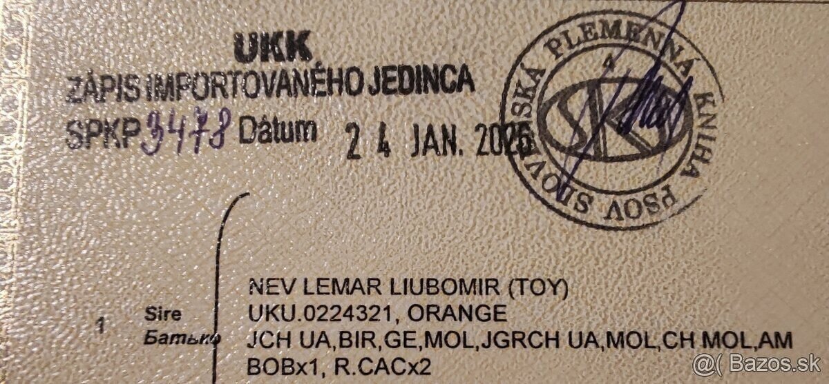 Predám pomeranian fenka - 3