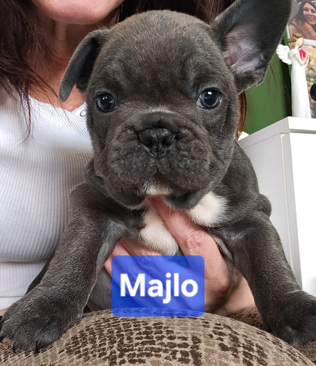 Francúzský buldoček - 3