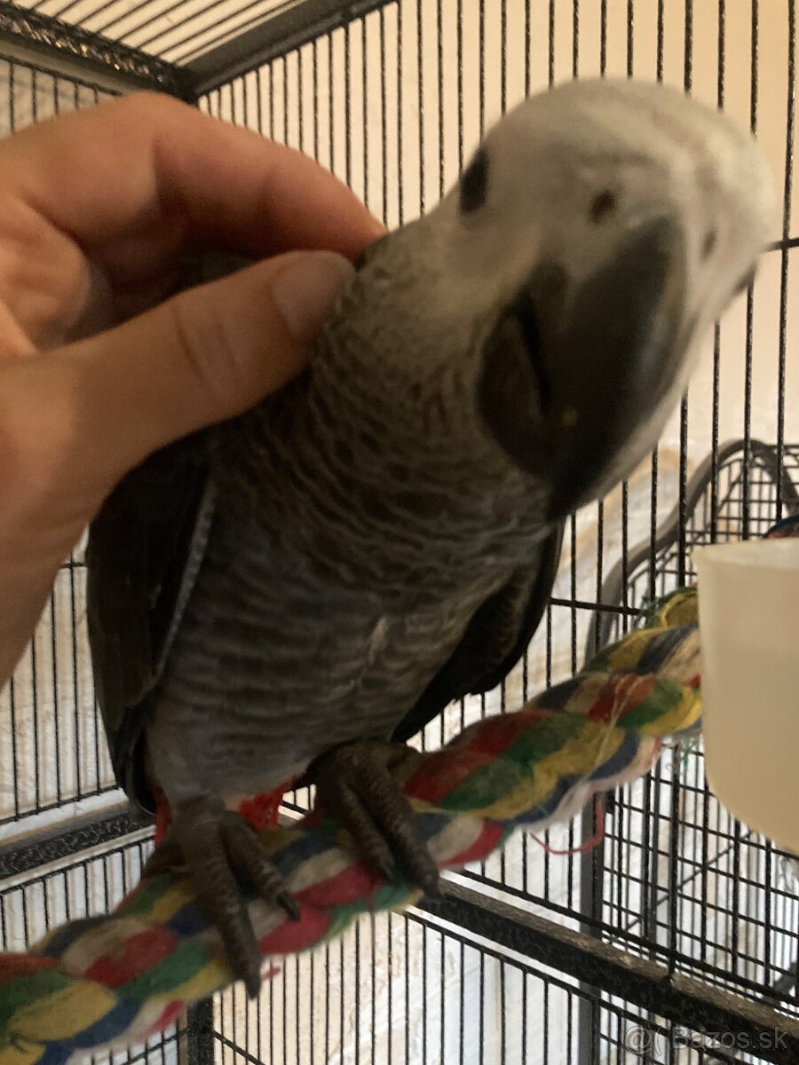 Mláďatká žako Kongo - 3