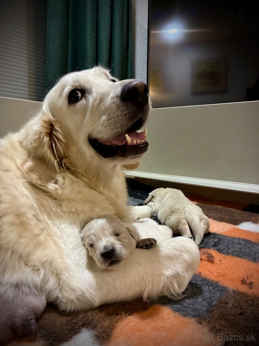 Zlatý retriever - šteniatka s PP - 3