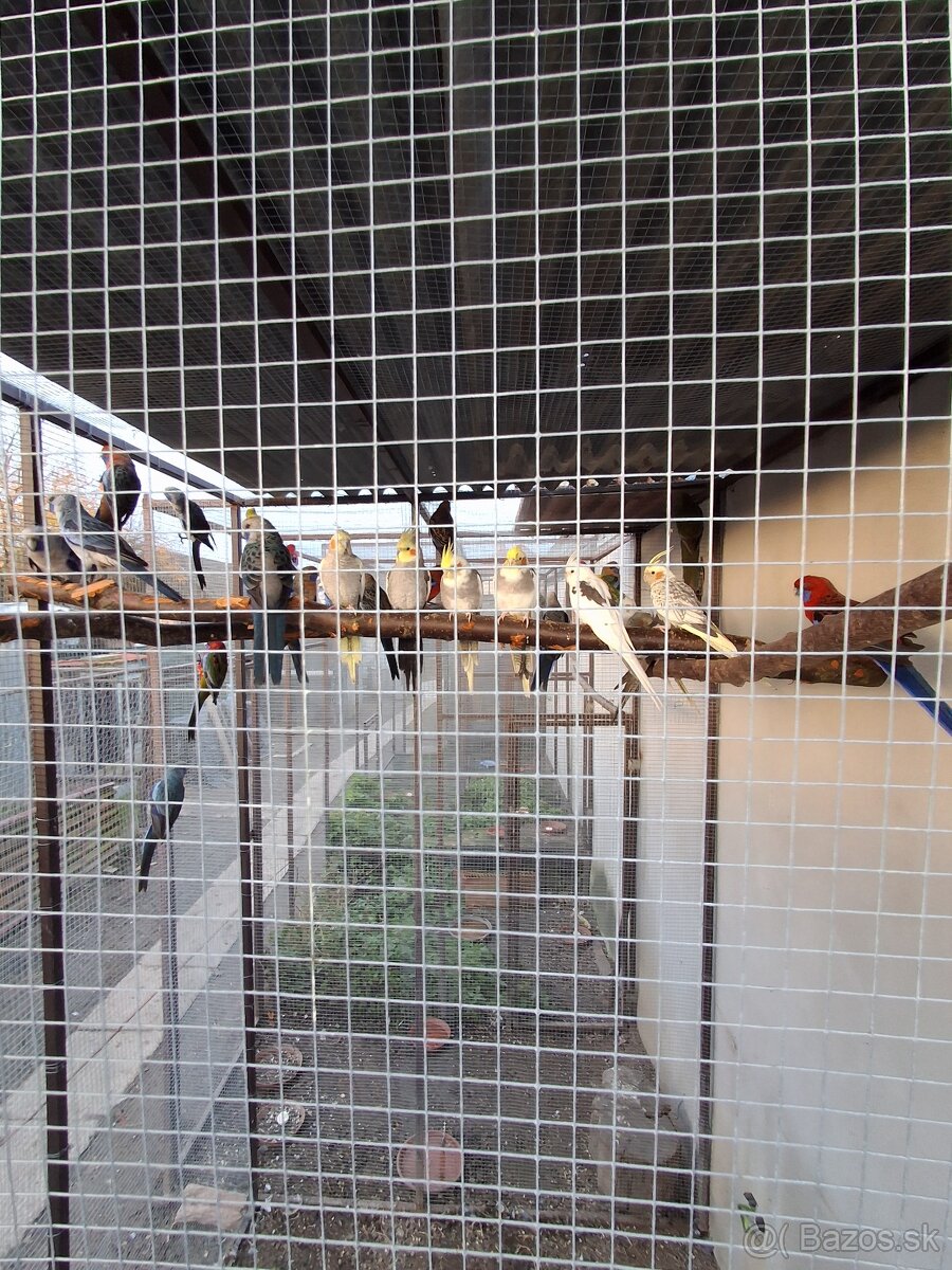 Rozela Penant +korely - 3