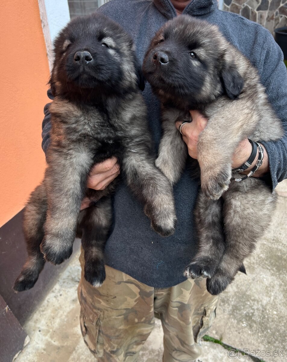 Šteniatko Kaukazský ovčiak - 3