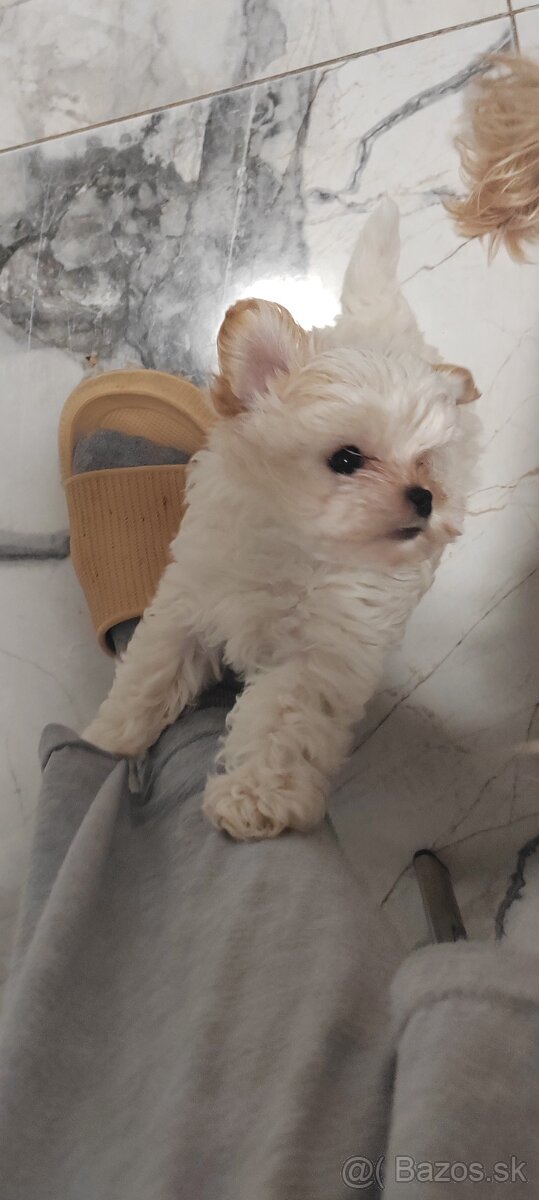 Predám Yorkshire terrier mini - 3