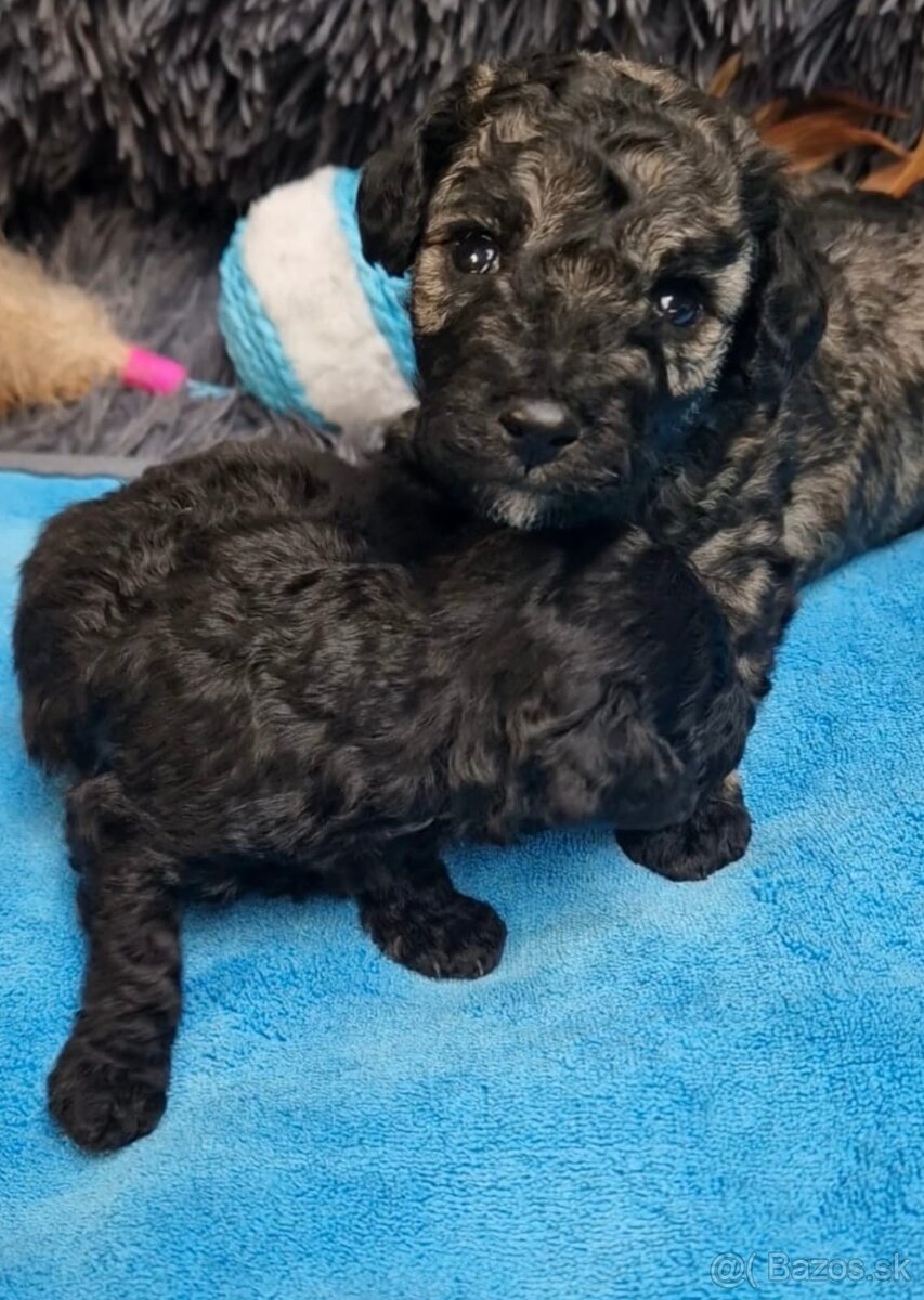 Maltipoo - 3