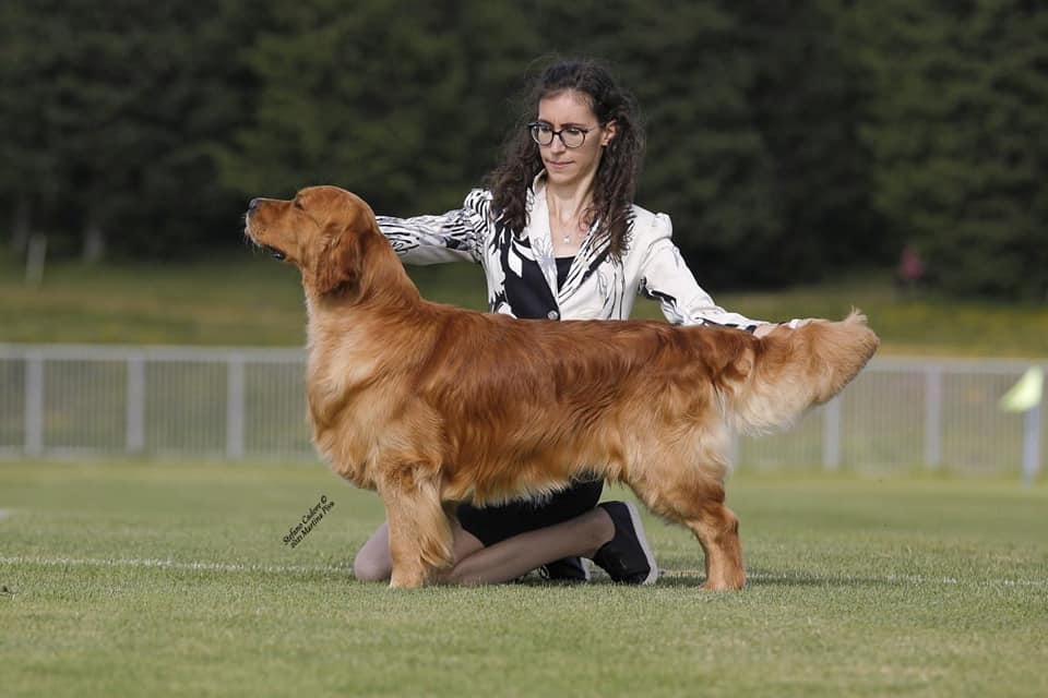 Zlatý Retriever / Golden Retriever s PP - 3