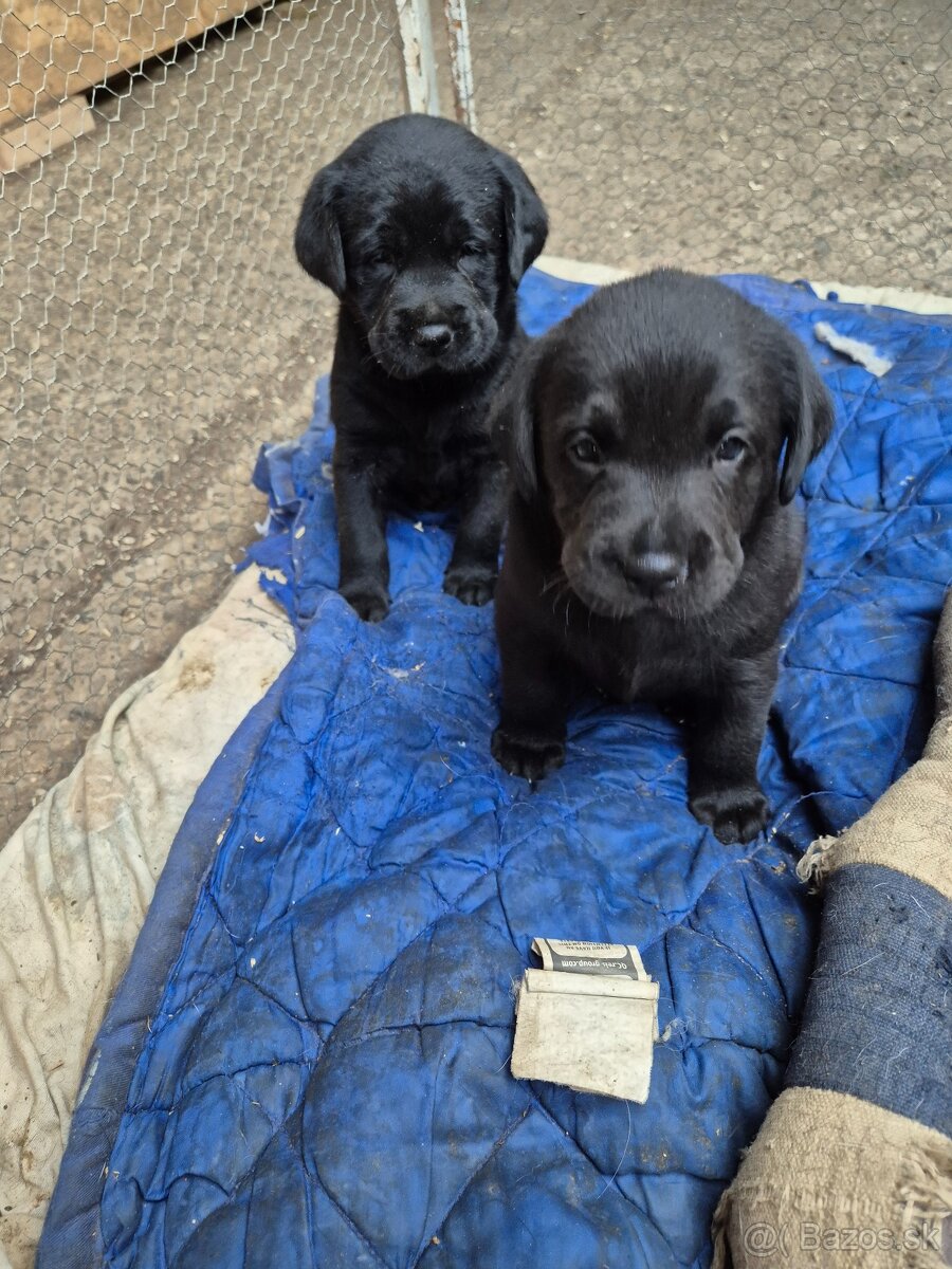 Labrador Retriever - 3